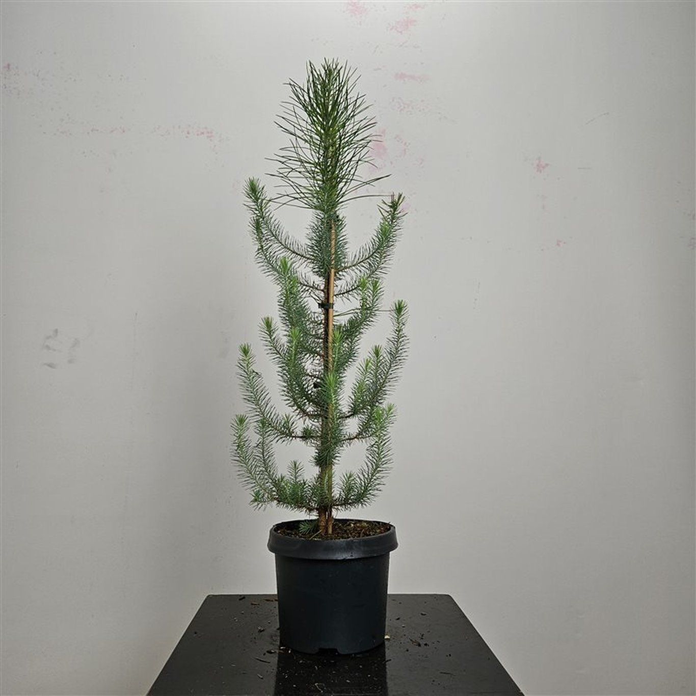 Pinus pinea - C5 60-80 CM